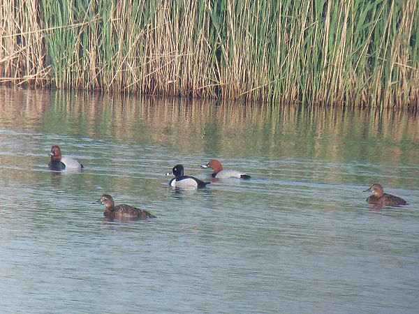 Moretta dal collare  - Leonardo Siddi