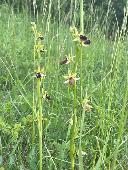 Ophrys sphegodes  - Jean-Pierre Crepeau