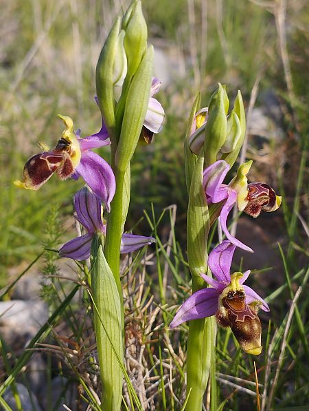 Ophrys scolopax  - Gérard Joseph