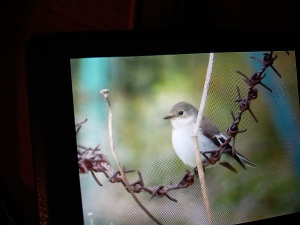 Balia nera  - Silvana Nembrini