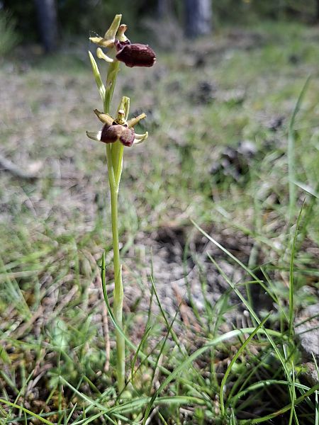 Ophrys occidentalis  - Olivier Debré