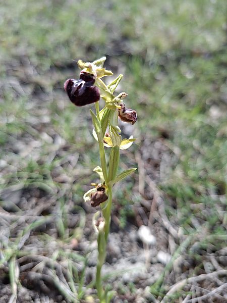 Ophrys occidentalis  - Olivier Debré