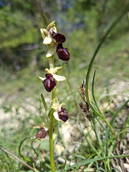 Ophrys occidentalis  - Olivier Debré