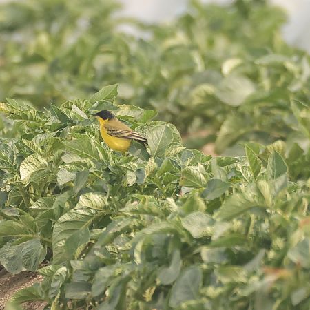 Bergeronnette des Balkans (ssp. feldegg)  - Chris Zlatar