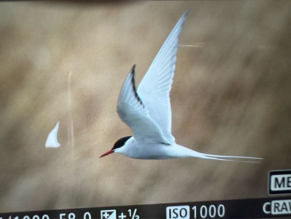 rybitwa popielata  - Tomasz Górny