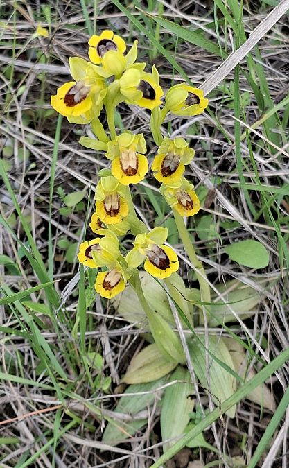 Ophrys lutea 