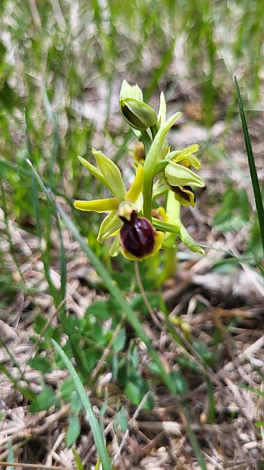 Ophrys araneola  - Jany et Bernard Vincent-Guédou