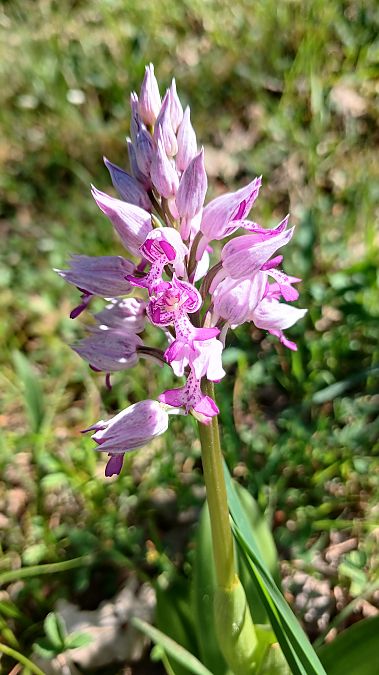 Orchis militaris  - Pascal Grisser