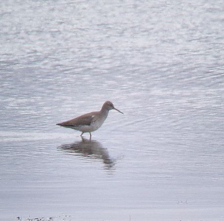 krwawodziób  - Tomasz Zarzycki