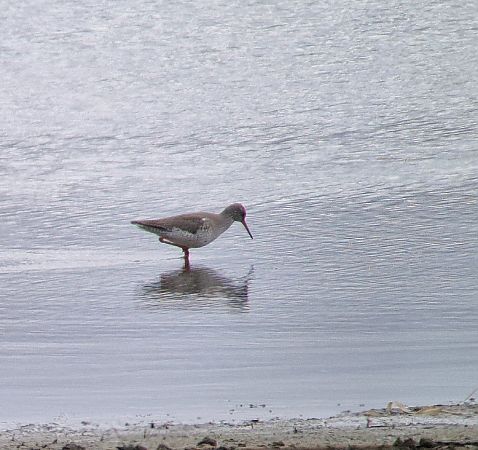 krwawodziób  - Tomasz Zarzycki