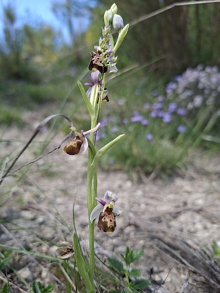 Ophrys fuciflora subsp. druentica  - Olivier Debré