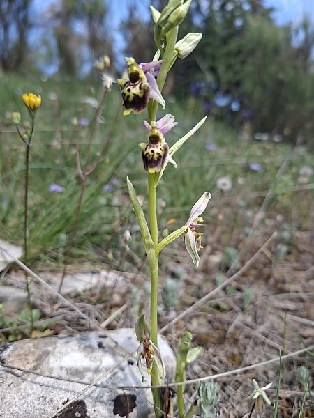 Ophrys fuciflora subsp. druentica  - Olivier Debré