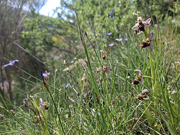 Ophrys fuciflora subsp. druentica  - Olivier Debré