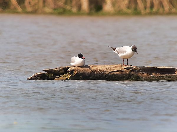 Mouette mélanocéphale  - Franz Stoll