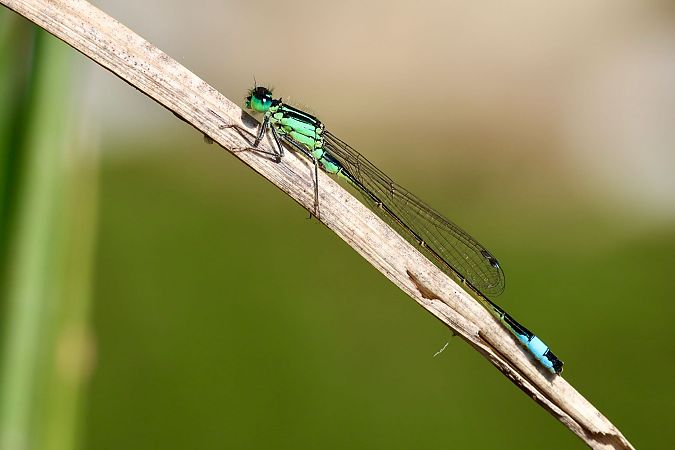 Ischnura elegans  - Andrea Galimberti