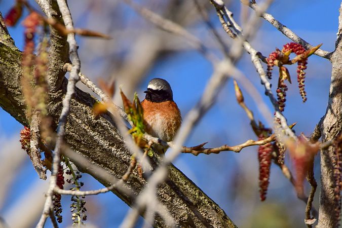 Colirrojo Real  - Freddy Rivas