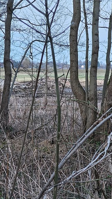 bażant  - Mateusz Mazurczak