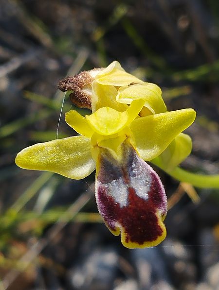 Ophrys delforgei  - Gérard Joseph