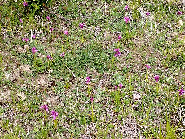 Anacamptis papilionacea var. expansa  - Gérard Joseph