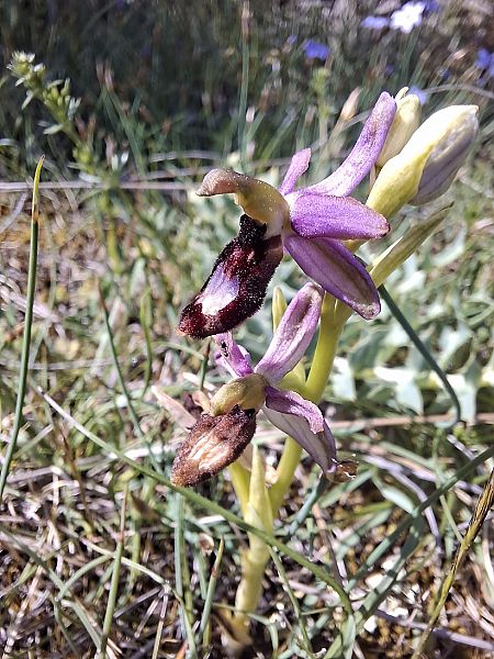 Ophrys drumana  - Olivier Debré