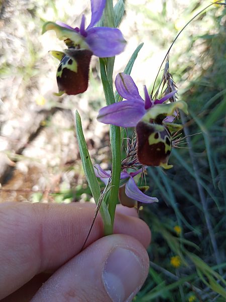 Ophrys fuciflora subsp. druentica  - Clément Chauvet