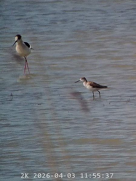 Albastrello  - Massimo Tassinari