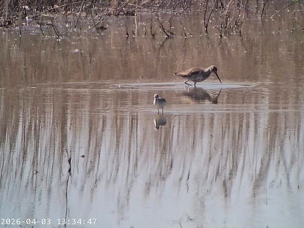 Albastrello  - Massimo Tassinari