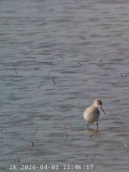 Albastrello  - Massimo Tassinari