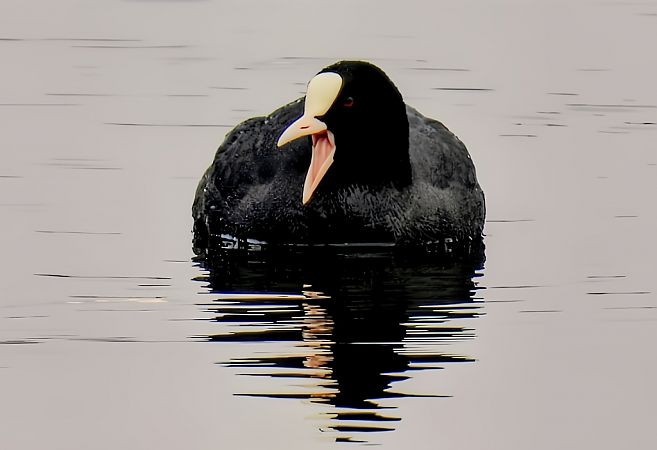 łyska  - Kacper Mikulski