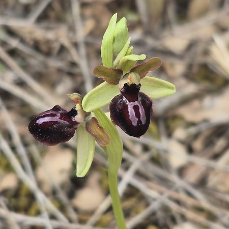Ophrys passionis  - David Guixé