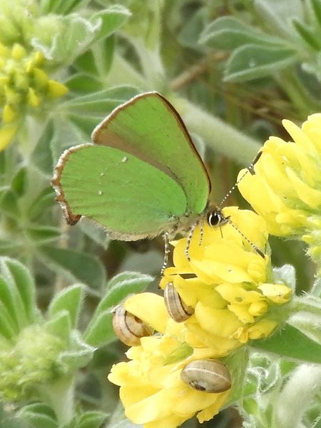 Callophrys rubi  - Massimo Tassinari