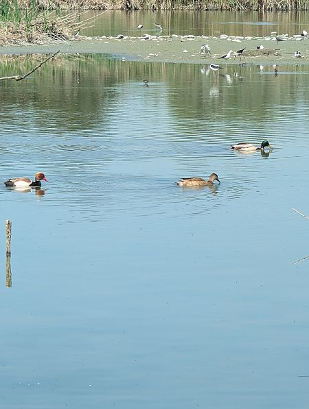 Fistione turco  - Diego Castelli