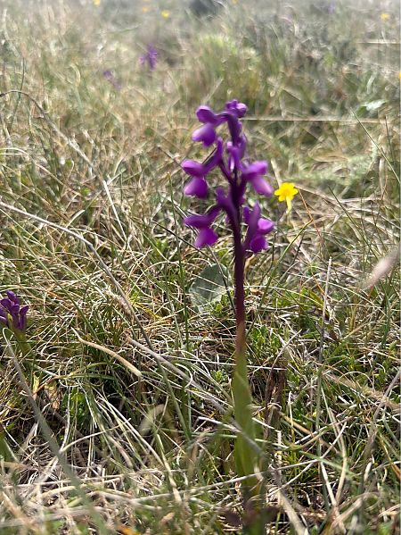 Anacamptis morio subsp. champagneuxii  - David Vilasís Boix