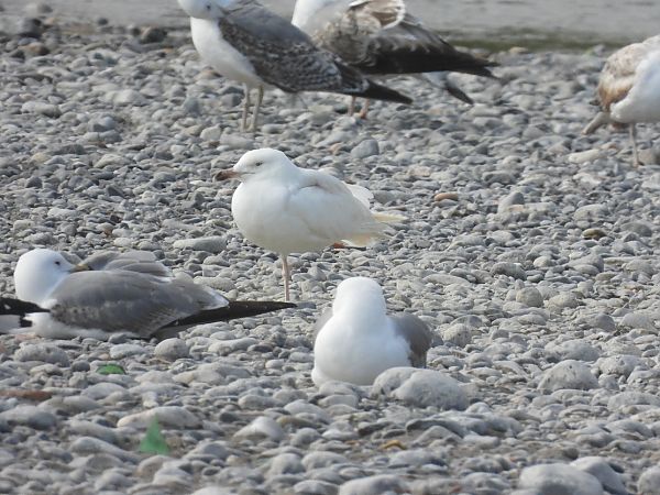 Gabbiano reale  - Enrico Carta