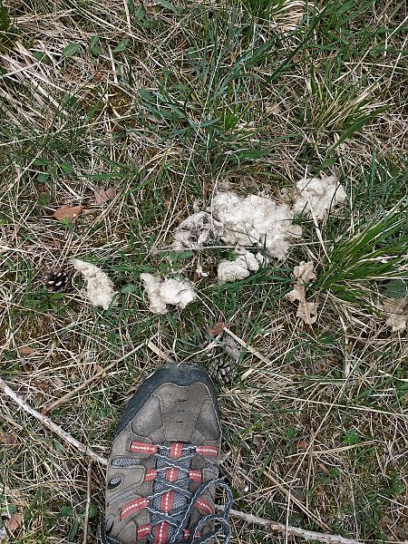 Lupo  - Alberto Pastorino