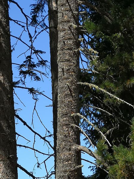 Picchio tridattilo  - Laura Bonanno