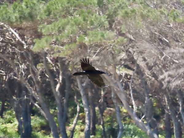 Corvo imperiale  - Giuseppe Mirlocca