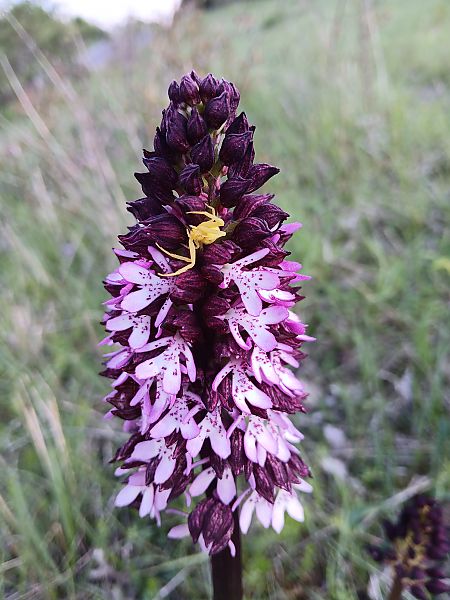 Orchis purpurea  - Alain Falvard
