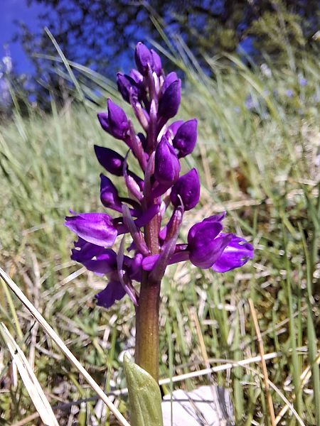 Orchis mascula  - Olivier Debré