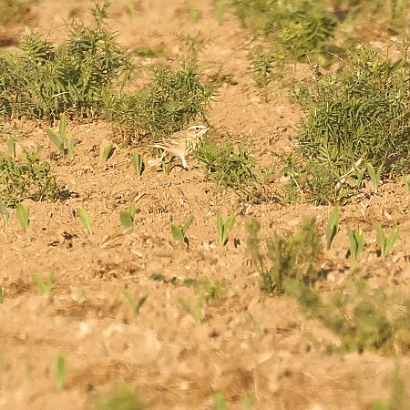 Pipit rousseline  - Chris Zlatar