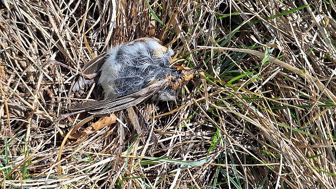 Pettirosso  - Renato Cottalasso