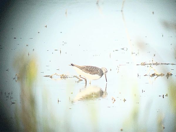 Piro-piro culbianco  - Davide Aldi