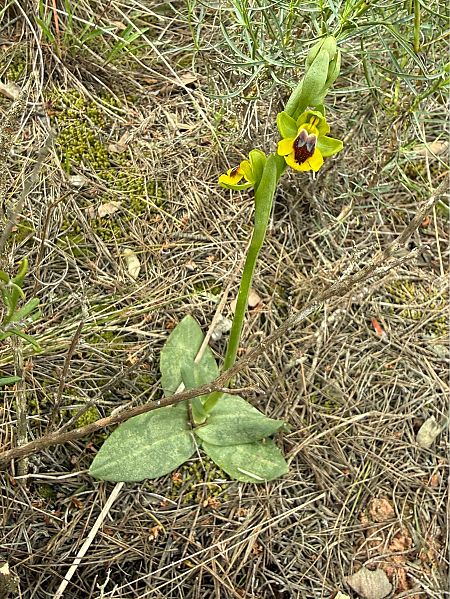 Ophrys lutea  - Pep Sole