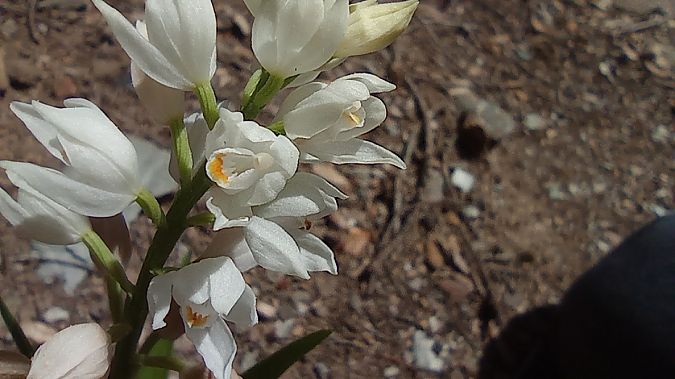 Cephalanthera longifolia  - Joseph Ducourant