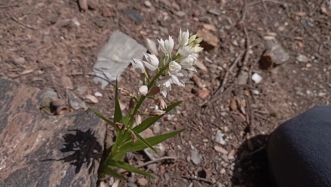 Cephalanthera longifolia  - Joseph Ducourant