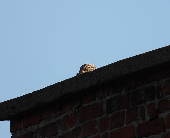 Steinkauz  - Adrian Dudkiewicz