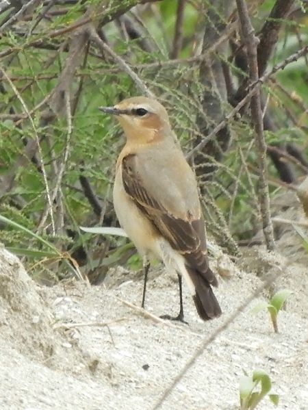 Culbianco  - Massimo Tassinari