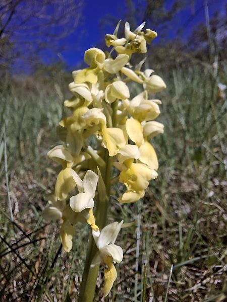 Orchis pallens  - Olivier Debré