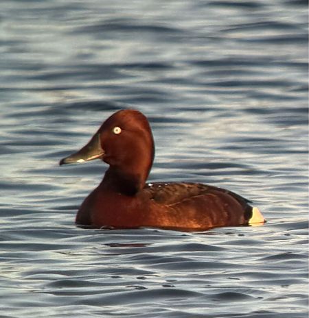 podgorzałka  - Artur Andrzejewski