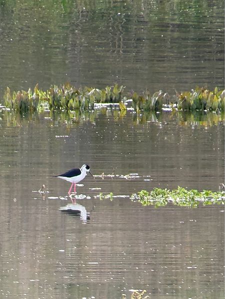 Echasse blanche  - Christian Koeberl